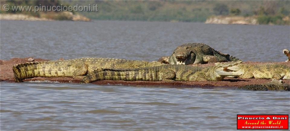 Ethiopia - Lago Chamo - Coccodrilli - 03.jpg